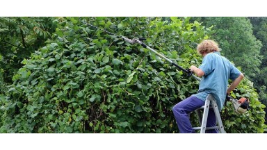 Entretenez vos haies pendant l'été